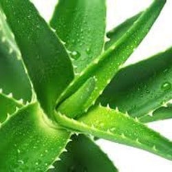 Natural skincare products with aloe vera - Angela Langford Skincare