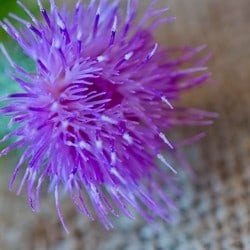Natural skincare products with safflower (also known as thistle) - Angela Langford Skincare