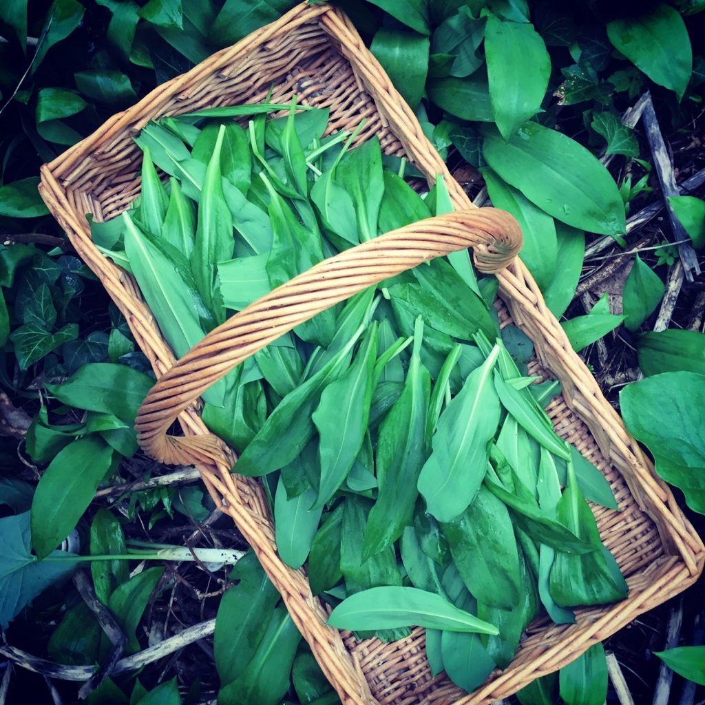 Wild Spring Garlic Spring is sprung with Wild Garlic - wild garlic recipe by Angela ...