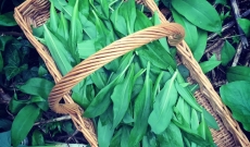 spring is sprung when the wild garlic appears